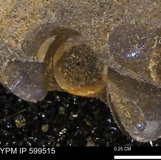 undet. Mollusca