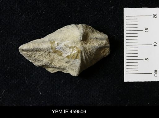 Neospirifer kansasensis