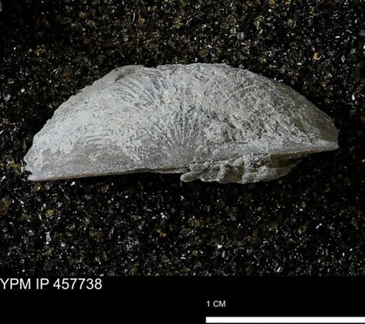 Strophodonta sp.