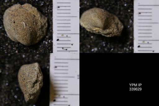 Cardium whitei