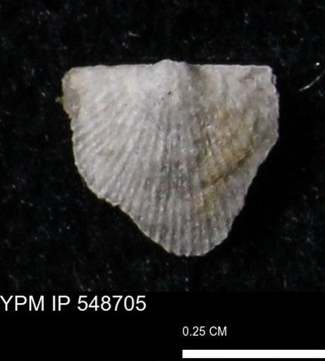 Stropheodonta perplana