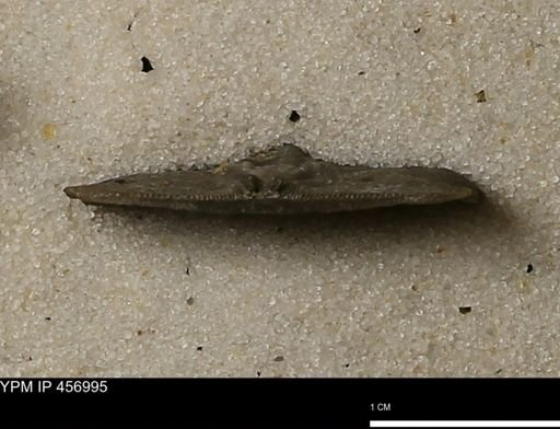 Stropheodonta sp.