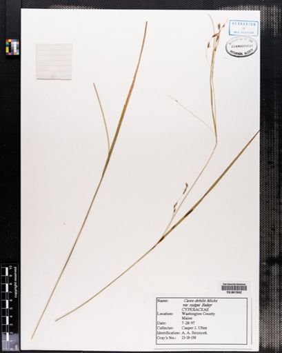 Plantae