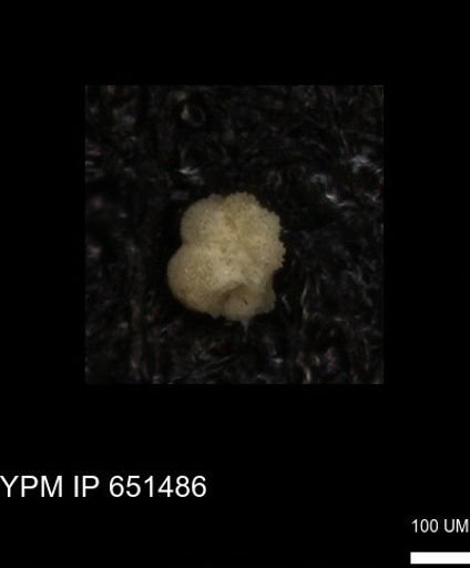 Rugoglobigerinidae?