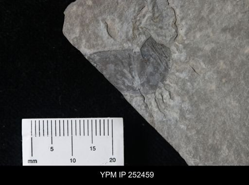 undet. Eurypterida