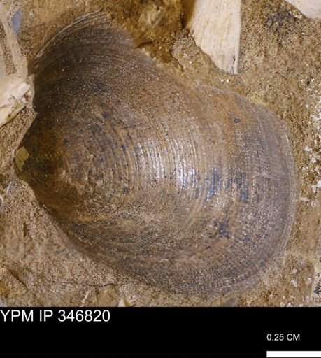 Limopsis striatopunctatus