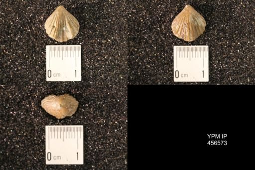 Rhynchonella dentata
