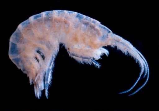 Gammarus pecos