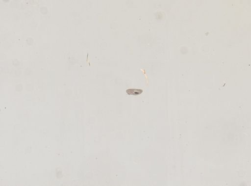 Paramecium calkinsi