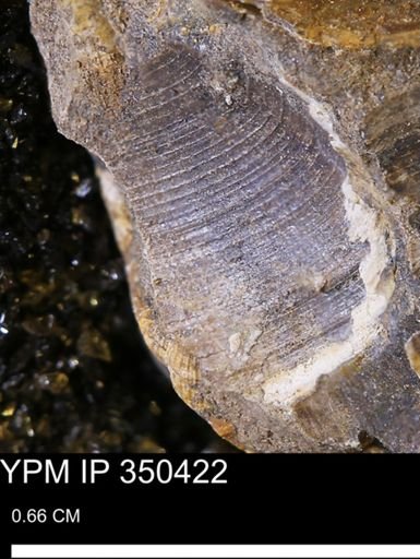 Limopsis striatopunctatus