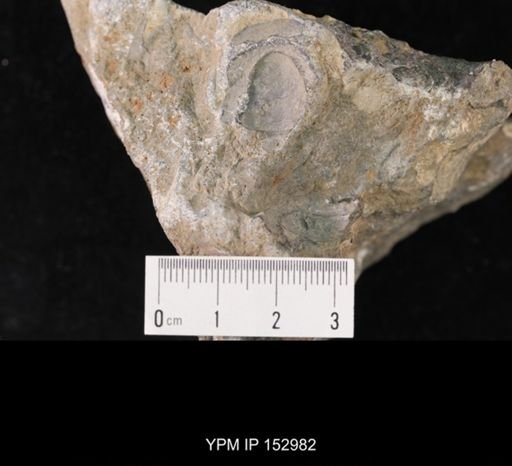 Tricrepicephalus sp.