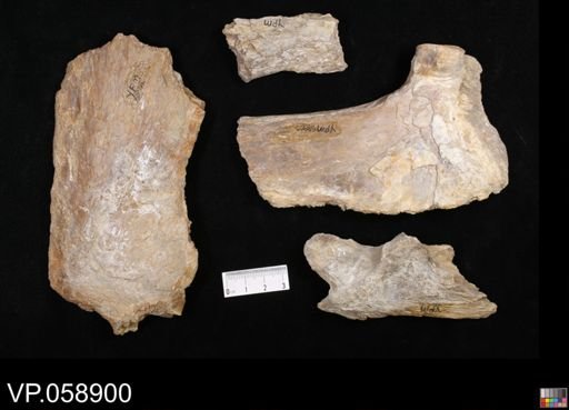 Ichthyodectes sp.