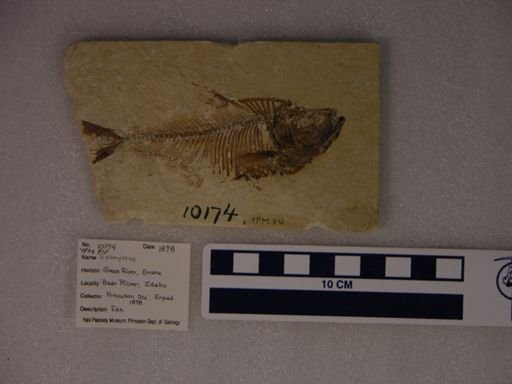Diplomystus sp.