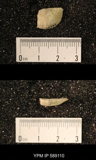 Sowerbyella sericea