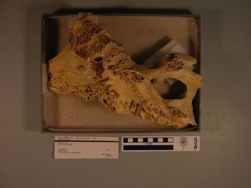 Dinornis sp.