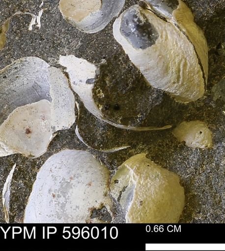 Protocardia sp.