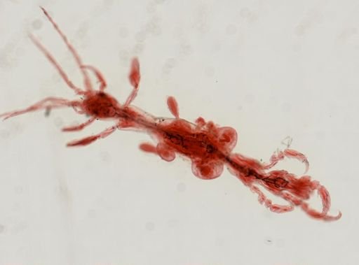 Caprella