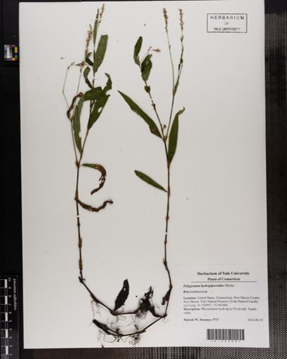Polygonum hydropiperoides