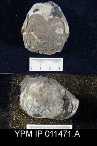 Linoproductus cora