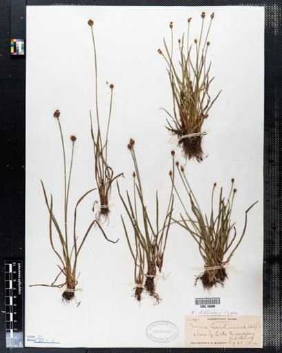 Xyris caroliniana