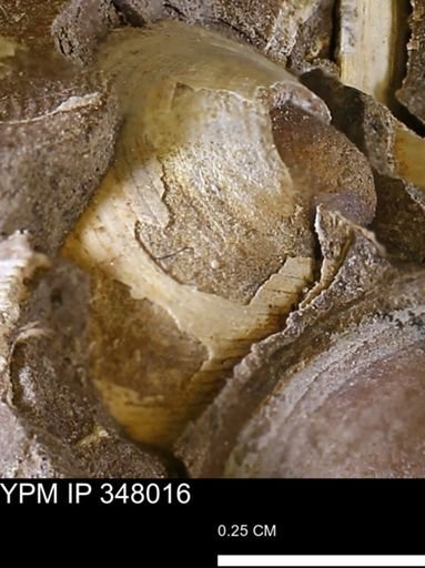 Limopsis striatopunctatus
