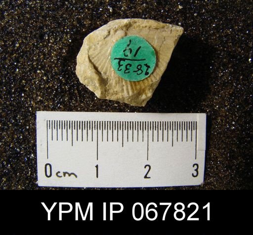 Strophonella punctulifera