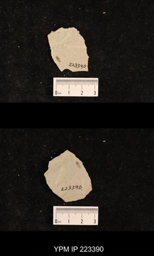 Corixa sp.
