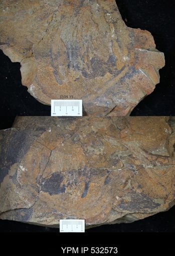 undet. Arthropoda