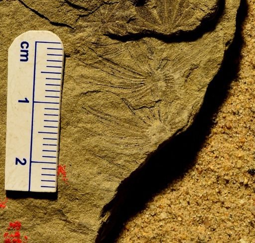 Asterophyllites equisetiformis