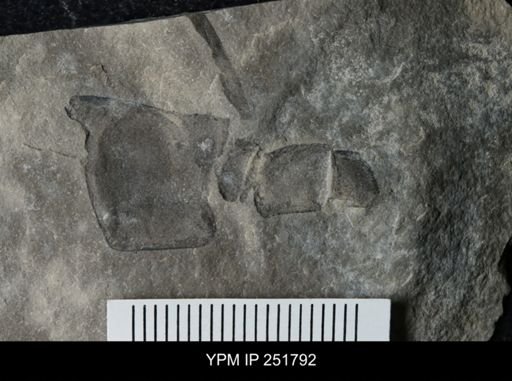 undet. Eurypterida