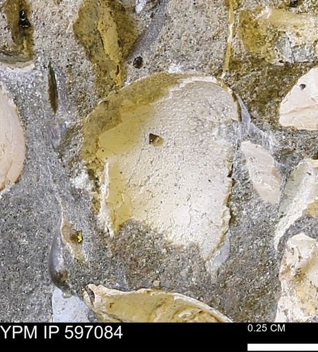 undet. Bivalvia