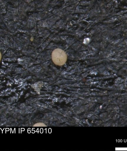 undet. Foraminiferida