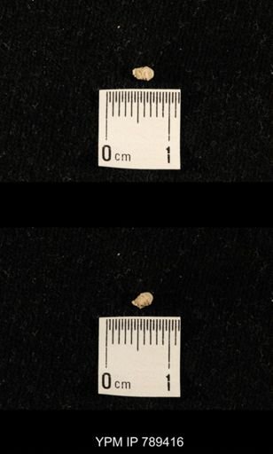 undet. Bryozoa