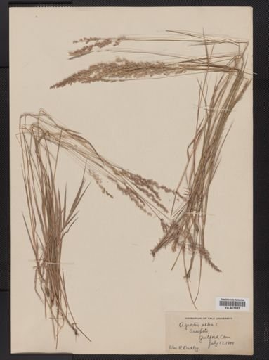 Agrostis alba