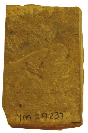 Mycetophilidae