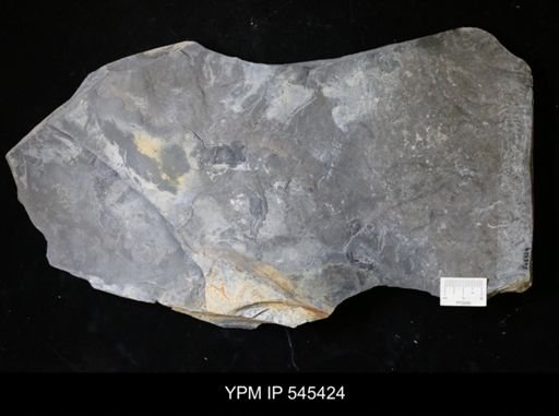 undet. Eurypterida