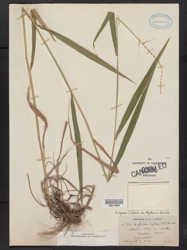 Digitaria filiformis