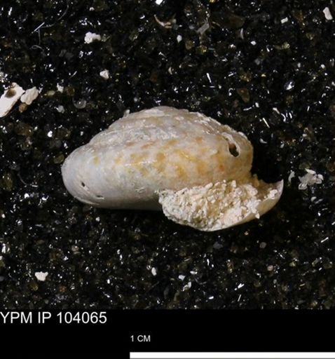 Zygospira recurvirostra aequivalvis