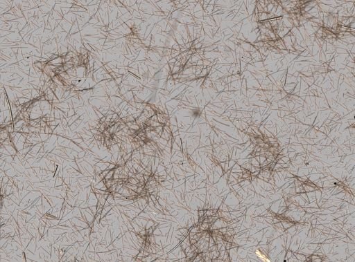 Iotrochota birotulata