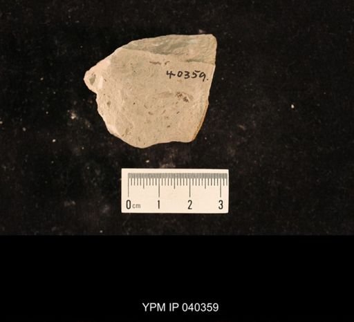 Lemmatophora typa