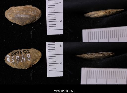 Tellina scitula
