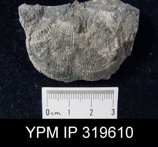 Productus semireticulatus