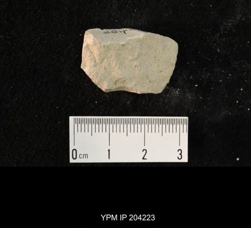 undet. Hexapoda