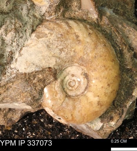 undet. Scaphitidae