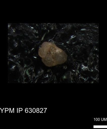 undet. Globigerinina