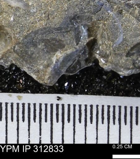 undet. Mollusca