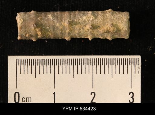 undet. Crinoidea
