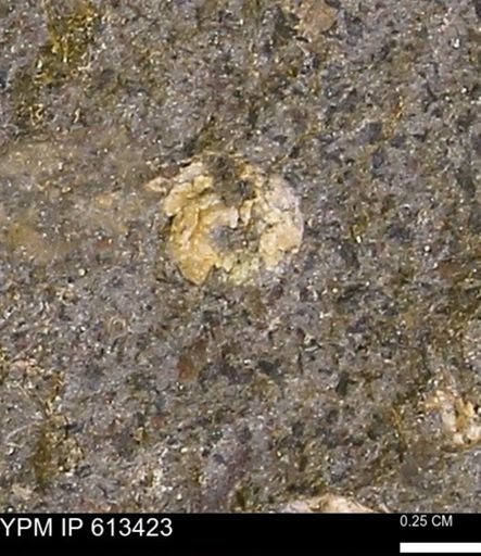 Scaphites sp.