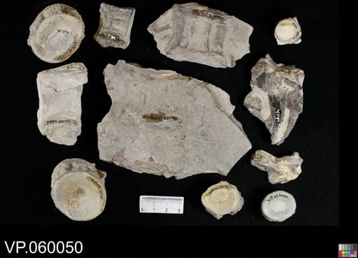 Xiphactinus sp.
