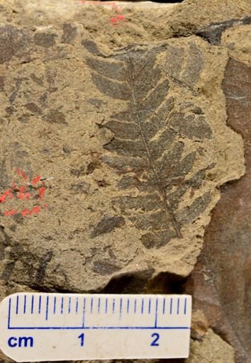 Calcaropteris boeselii